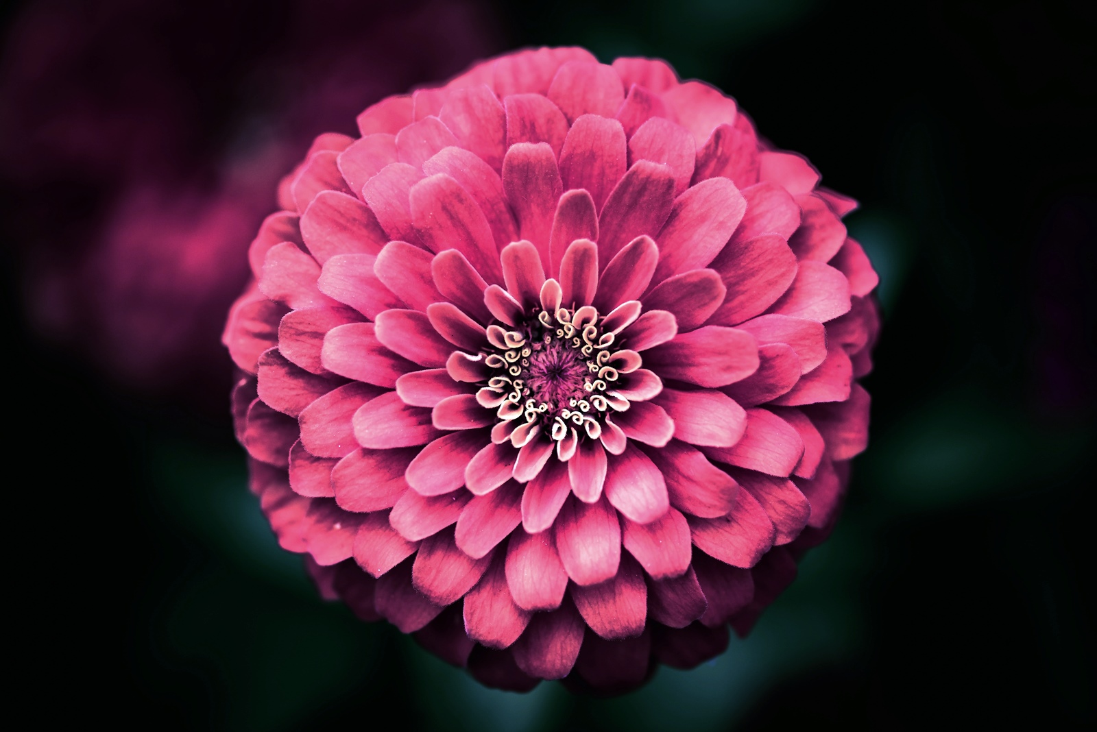 Tűzben próbált arany – A reformáció ünnepére