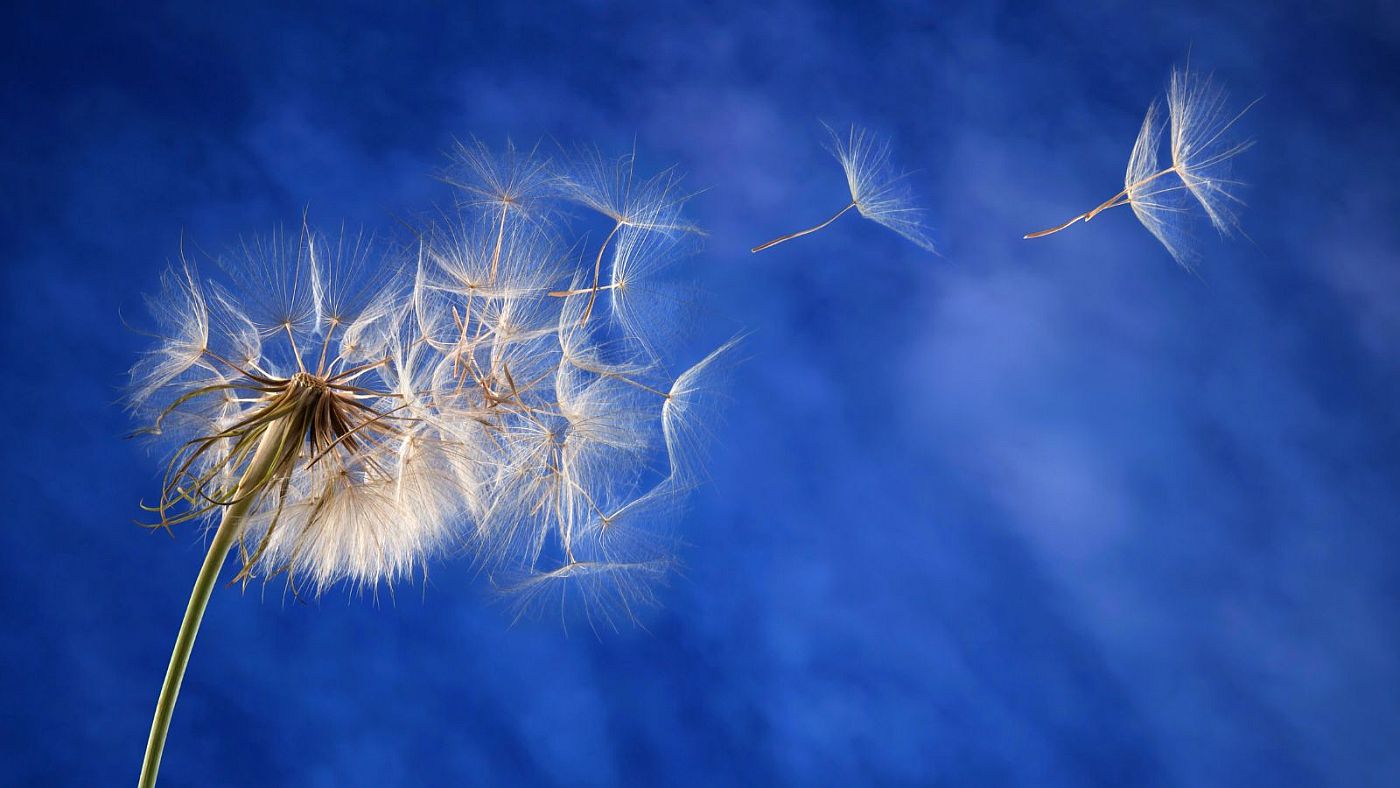 pitypang magja a szélben