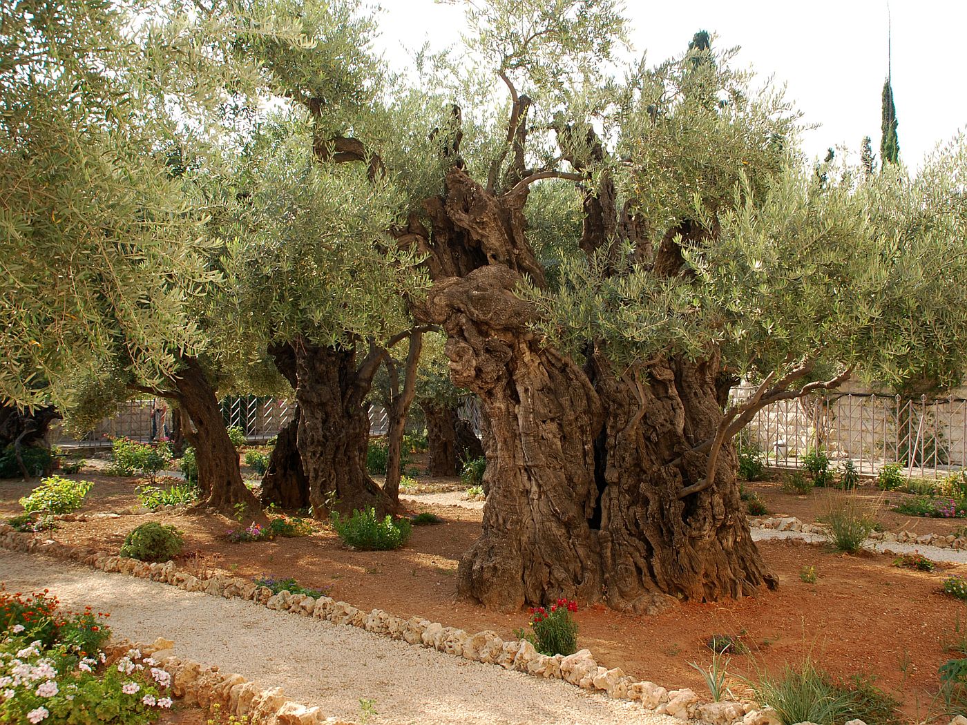 idos olajfa Gecsemane kertben Jeruzsalemben foto InnaFelker GettyImages Canva