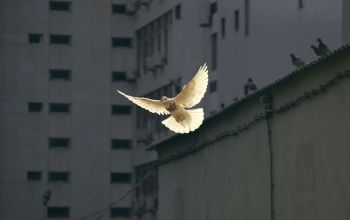 ukraine prayer Sunguk Kim Unsplash